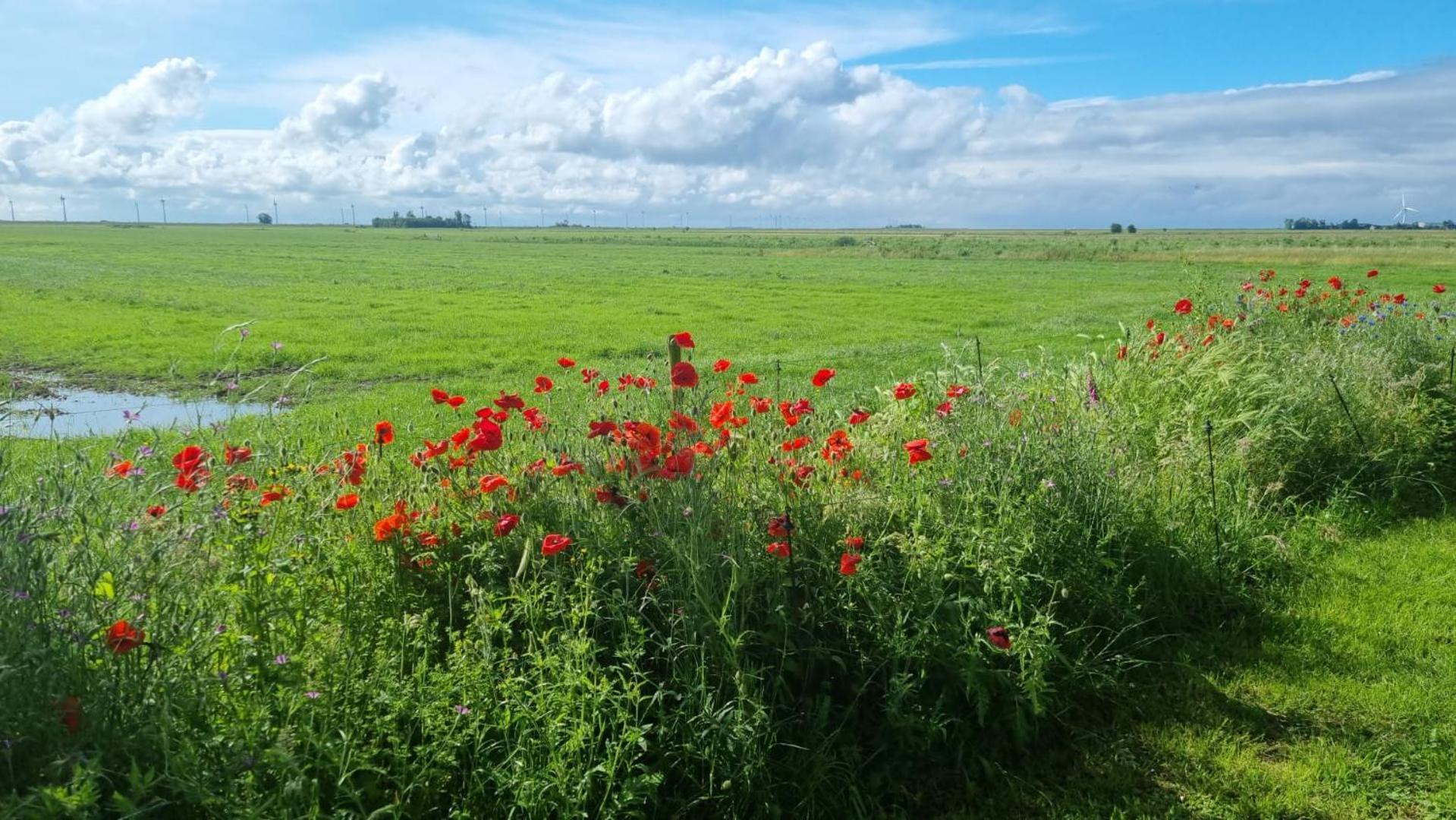 Lyklamastate Nijemirdum Exteriér fotografie